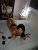 En İyi Hizmet En Güzel Escort Efsane Ece - Image 3